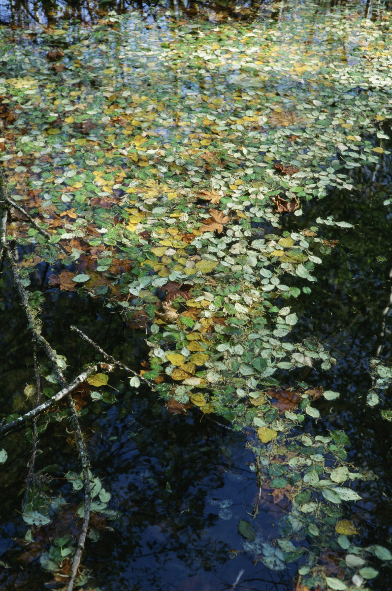 Vancouver Island, Canada — Derwent Labs