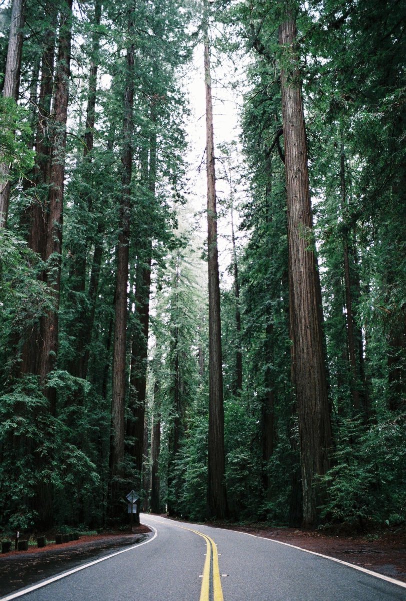 Avenue of the Giants, CA - Jesse Dodds